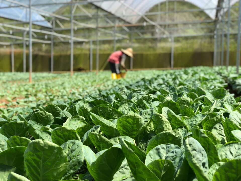 Desafios da Inteligência Artificial no Agronegócio: Uma Análise Técnica